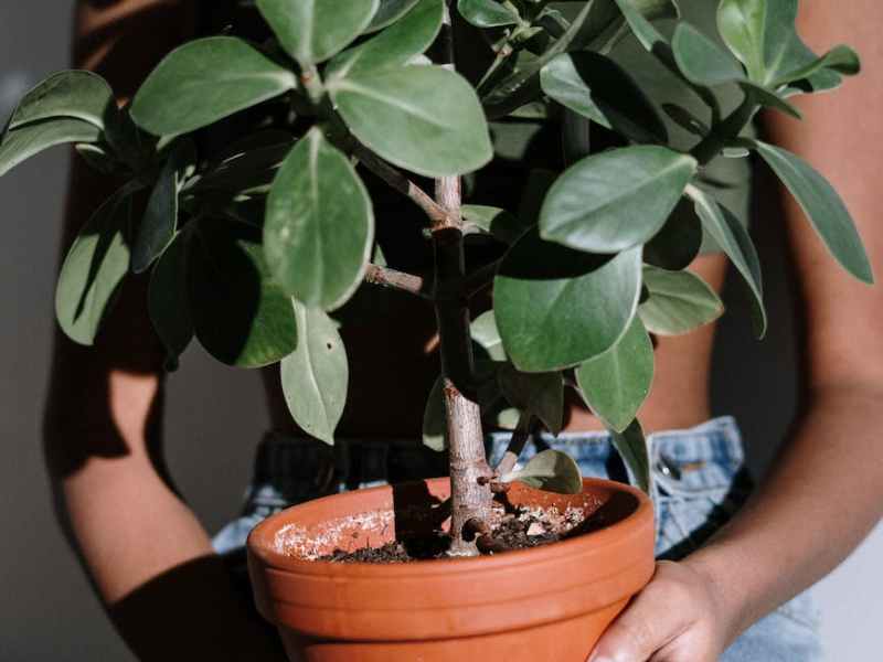 a plant called&nbsp;grief