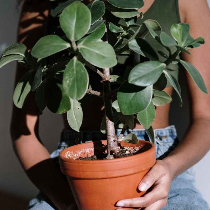 a plant called&nbsp;grief